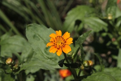 黄色“三裂三叶菊”花-三裂三叶菊