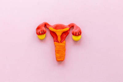 女性生殖系统的子宫。解剖模型俯视图