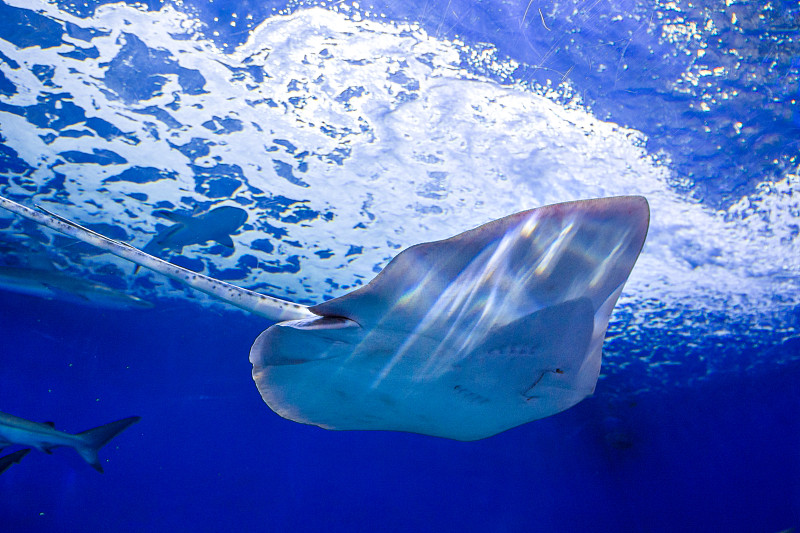 黄貂鱼在一个巨大的蓝色水族馆里游泳。在水族馆里，我在美丽的斜坡上游泳。