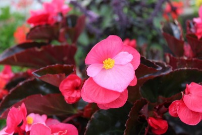 花园里的秋海棠