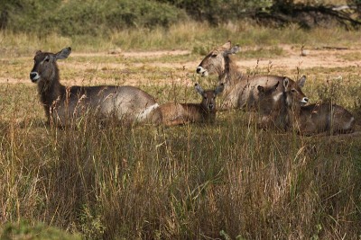 南非克鲁格国家公园的Waterbuck
