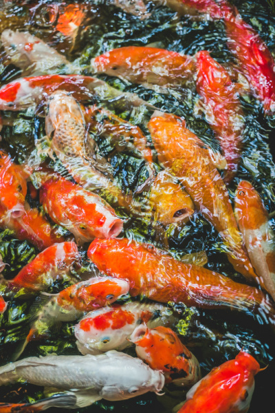锦鲤