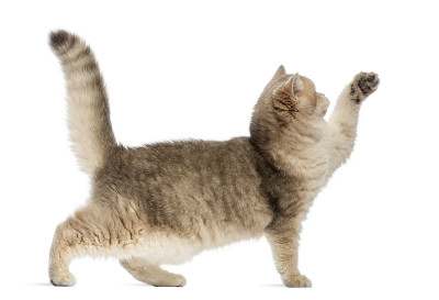 这是一只英国短毛猫的侧视图