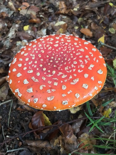 蘑菇