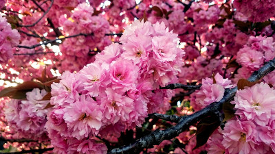 日本樱桃开花