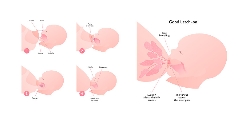 母乳喂养的信息图表。矢量平面医疗保健插图。图表与文字说明母亲和婴儿的母乳喂养。视图部分。良好的锁扣阶