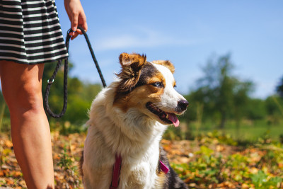 女孩和她的狗，边境牧羊犬散步。