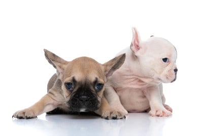 两只法国斗牛犬望向一边
