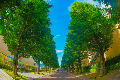 绿树成荫的银杏街道(秋岛)