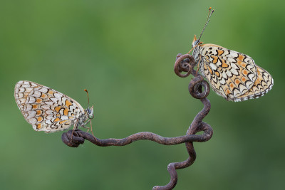 对斑贝母(Melitaea didyma)