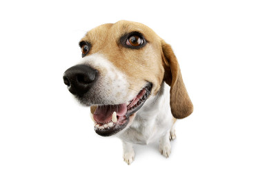 工作室拍摄的可爱的小猎犬