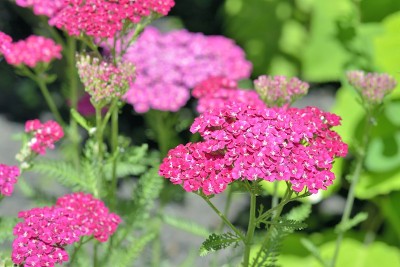阿基莱·米莱菲耶（阿基莱亚千禧年）