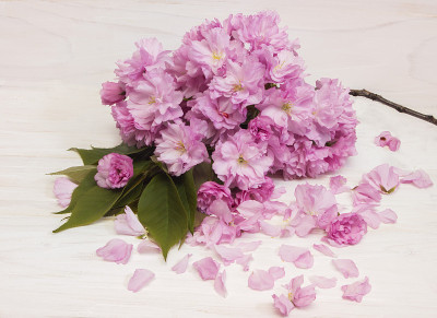 教师节贺卡上的樱花