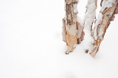 雪中的桦树