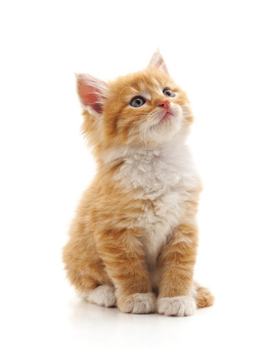 小猫抬头。