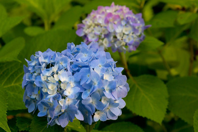 蓝色绣球花宏
