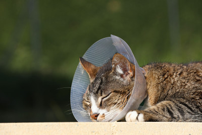 带保护项圈的猫