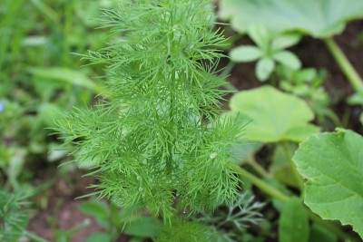 永续栽培园艺原理，有机园林。旱金莲，洋葱，莳萝，胡萝卜，欧芹，菠菜，南瓜。蔬菜与植物、花卉之间的辛能