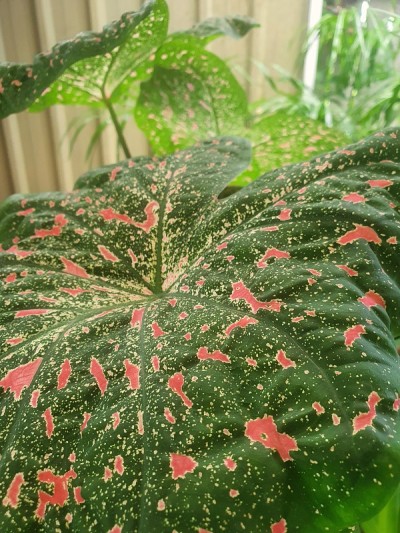 飞溅油漆工厂