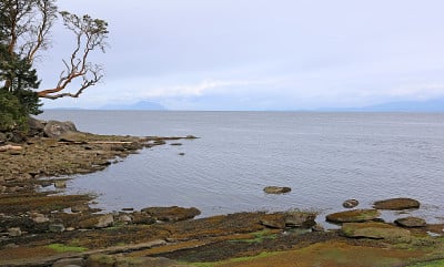 Gabriola岛杨梅