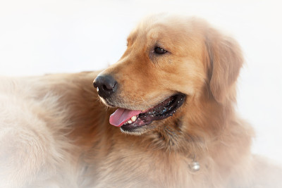 狗