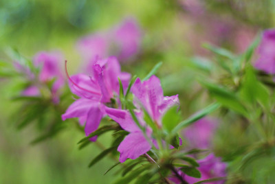杜鹃花