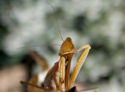 甲虫