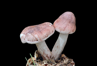食用蘑菇（海格罗普鲁斯鲁苏拉）