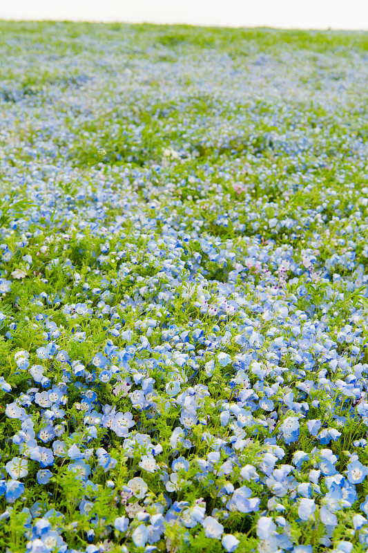 小蓝眼花(Nemophila menziesii)，春天