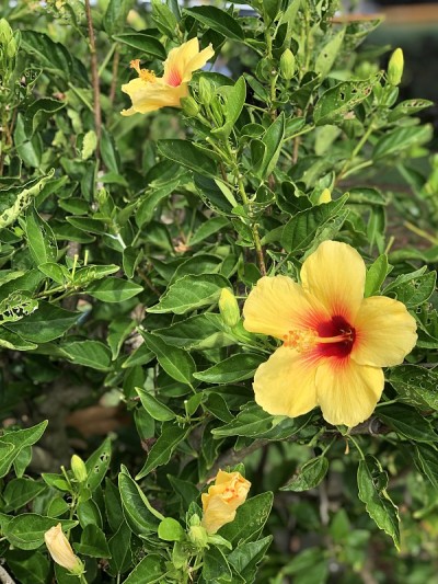 橙色和黄色的芙蓉花