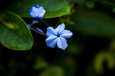 蓝花