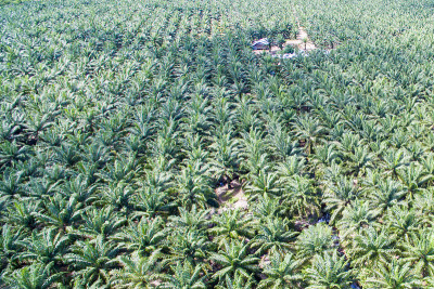 棕榈油种植园