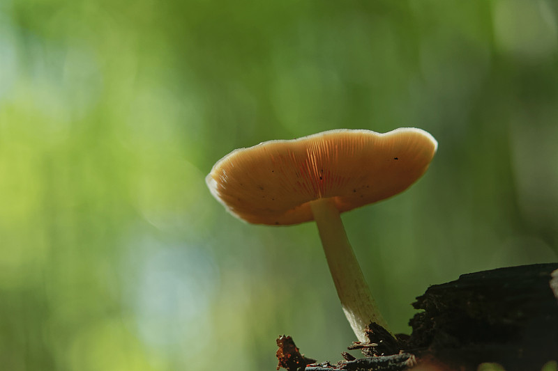 野蘑菇白毒伞
