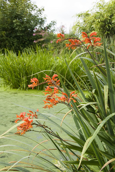 蒙特布雷提亚(Crocosmia masoniorum)