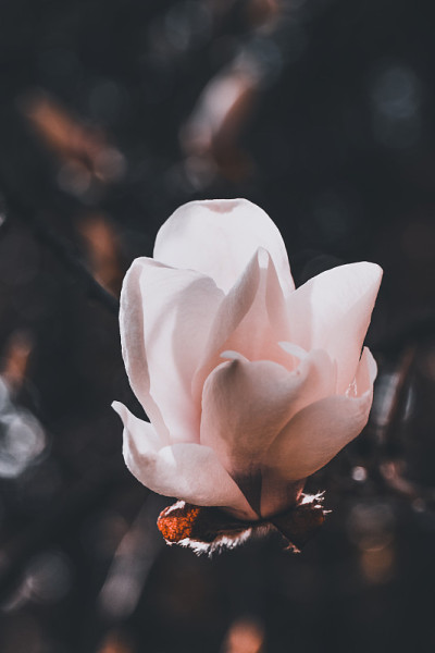 美丽的木兰芽在黑暗的背景