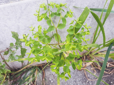 镰状大戟