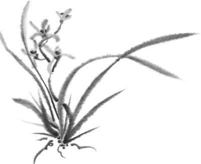 野生兰花。黑白墨图像。中国、日本风格。图形艺术。背景用鲜花。花和叶子。