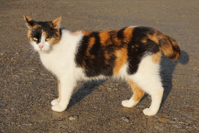 白色的猫