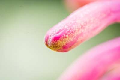 花盛开