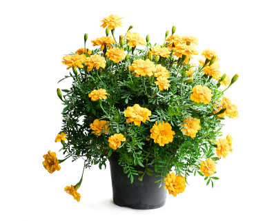 金盏花植株在暗斗中孤立