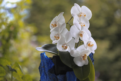 兰花——蝴蝶兰属兰花