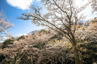 吉野山的樱花