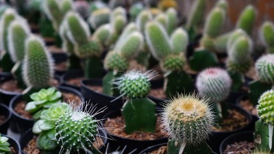花盆内各种观赏仙人掌