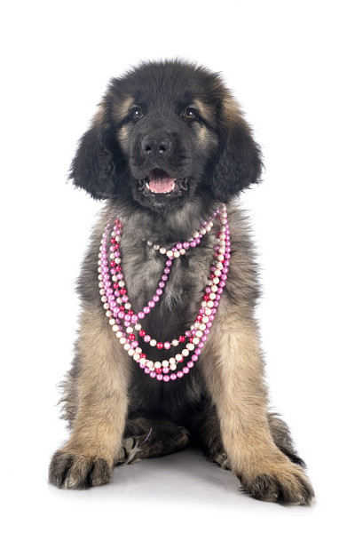 小狗Leonberger