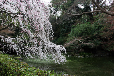 樱花
