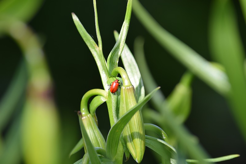 百合上的红甲虫