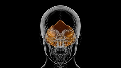 人体骨骼颅骨枕骨解剖医学概念3D