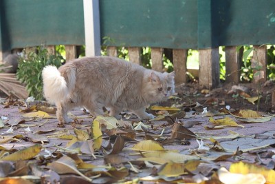 花园里的波斯小猫