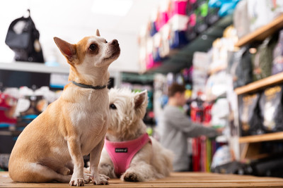 宠物店里吉娃娃和西部高地梗犬的肖像