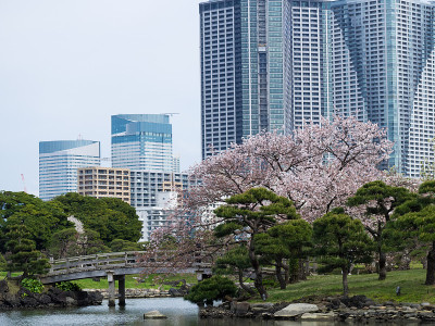 东京中央区的春景